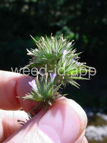 navarretia, needle-leaf